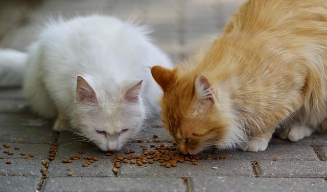 Dos gatos callejeros, uno blanco y otro marrón atigrado, comiendo pienso en la acera en Beniaján, dentro de una colonia felina gestionada con el método CER