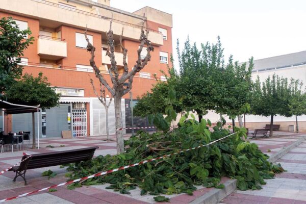Morera desmochada en una plaza pública de Beniaján (Murcia), con sus ramas apiladas en el suelo tras una poda drástica y extemporánea en otoño. Ilustra la mala práctica de poda que denuncia el artículo sobre el arbolado urbano del Ayuntamiento de Murcia.