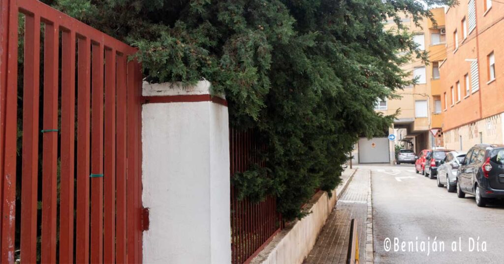 Tramo de la acera de la calle San Juan Bautista en Beniaján, con ramas de cipreses del CEIP La Naranja que invaden parcialmente el paso de los peatones.