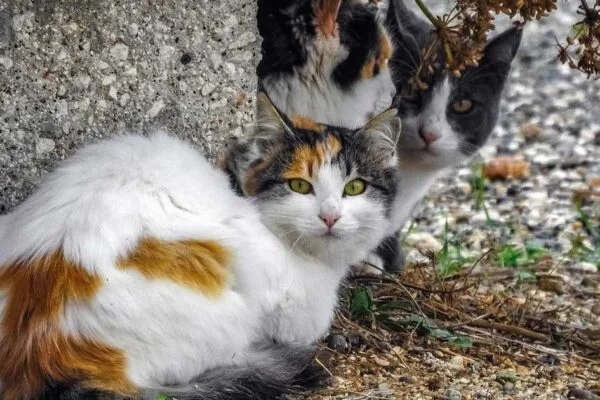 Grupo de gatos callejeros en una colonia felina urbana, imagen representativa del curso de gestión de colonias felinas en Murcia organizado por ANIMUR.