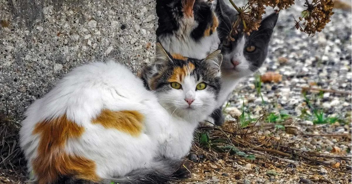 Grupo de gatos callejeros en una colonia felina urbana, imagen representativa del curso de gestión de colonias felinas en Murcia organizado por ANIMUR.