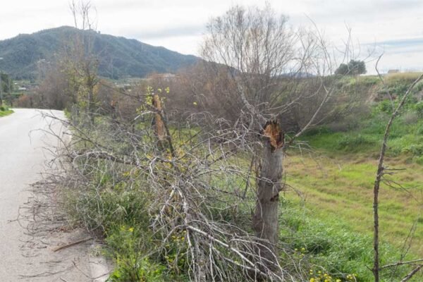 Rama y árboles partidos en el cauce de la Rambla del Garruchal, Beniaján, tras su caída; tramo afectado sobre el que el pedáneo ha enviado solicitud de actuación a la Confederación Hidrográfica del Segura.