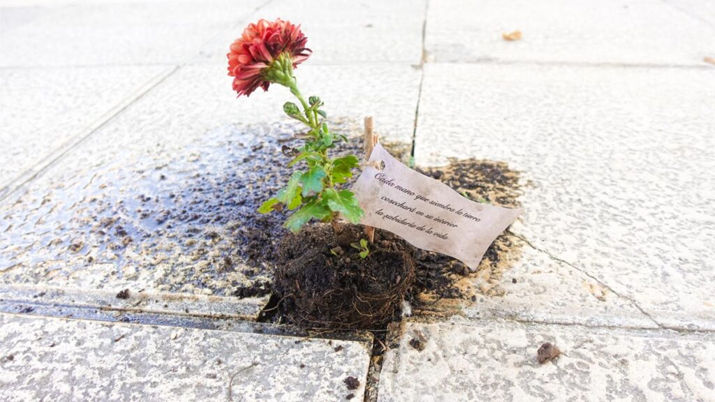 Clavel rojo plantado en una losa de Beniaján, con un palo de soporte y un cartel que dice cada mano que siembre la tierra, cosechando en su interior la sabiduría de la vida.