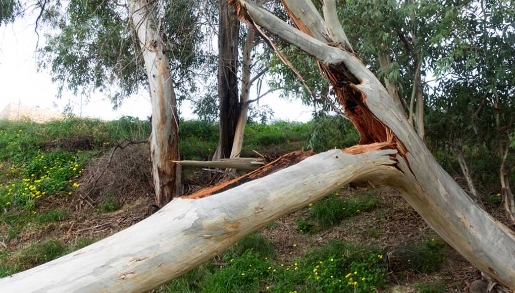 Rama de eucalipto de grandes dimensiones partida en la rambla del Garruchal, en El Bojar, ocupando todo el ancho del cauce.