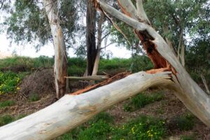 Rama de eucalipto de grandes dimensiones partida en la rambla del Garruchal, en El Bojar, ocupando todo el ancho del cauce.