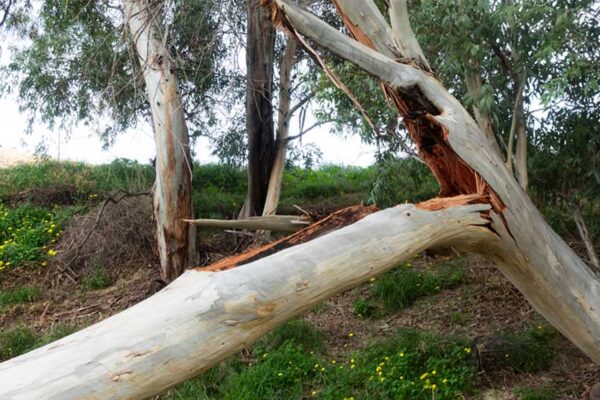 Rama de eucalipto de grandes dimensiones partida en la rambla del Garruchal, en El Bojar, ocupando todo el ancho del cauce.