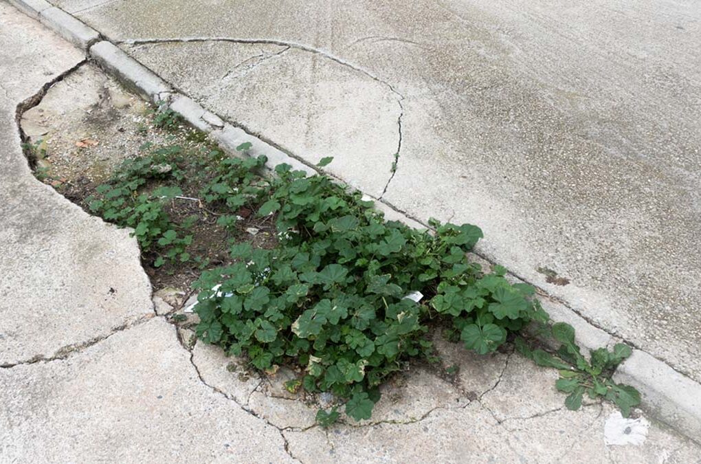 Bache en una calle de pedanías de Murcia con hierbas creciendo, ilustrando las críticas del PSOE al mantenimiento del PP.