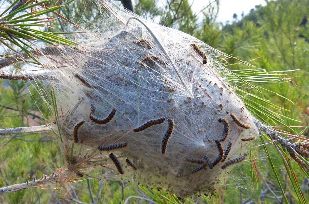 Nido de procesionaria del pino en un árbol, con orugas visibles y sedas blancas características.