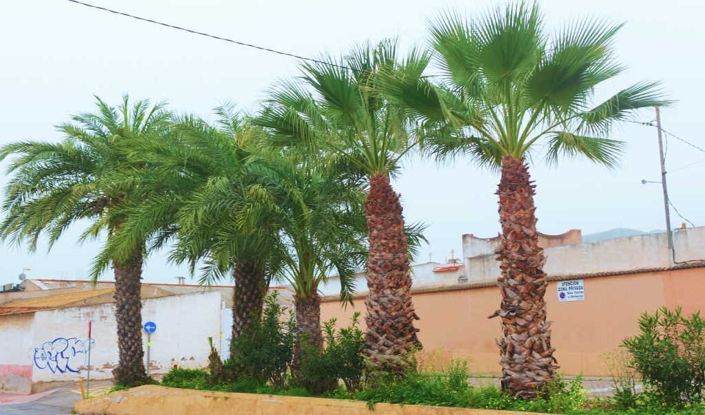 Grupo de palmeras datileras protegidas frente al Cementerio Viejo de Benaján, Región de Murcia.