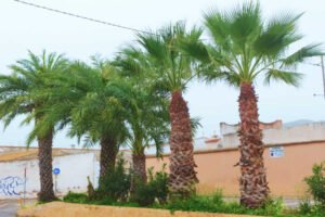Grupo de palmeras datileras protegidas frente al Cementerio Viejo de Benaján, Región de Murcia.