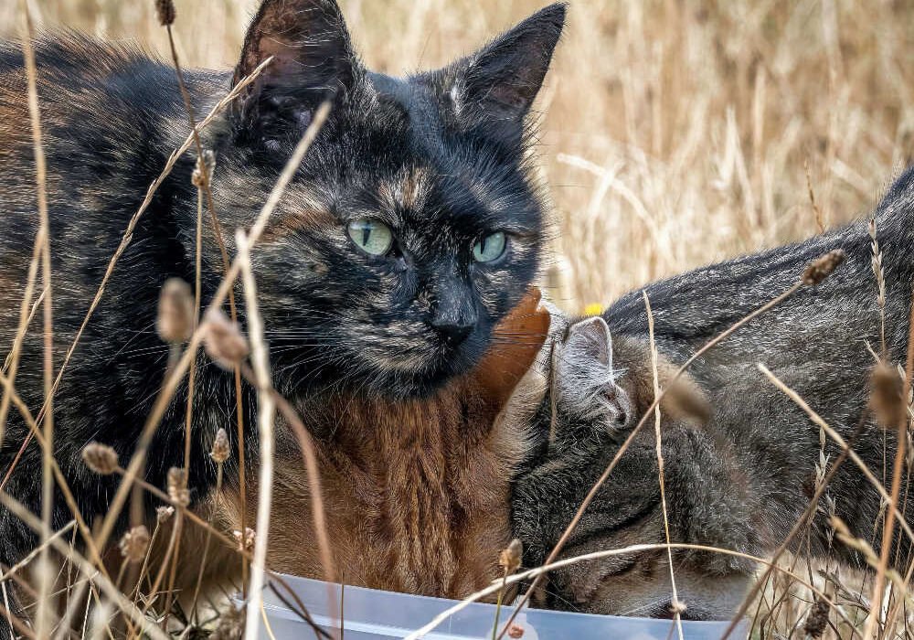 Tres gatos de una colonia felina comiendo pienso en una calle de Beniaján.