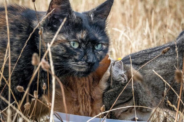 Tres gatos de una colonia felina comiendo pienso en una calle de Beniaján.