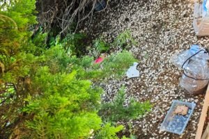 Zona de una colonia felina vandalizada en Beniaján con comederos y bebederos para gatos callejeros