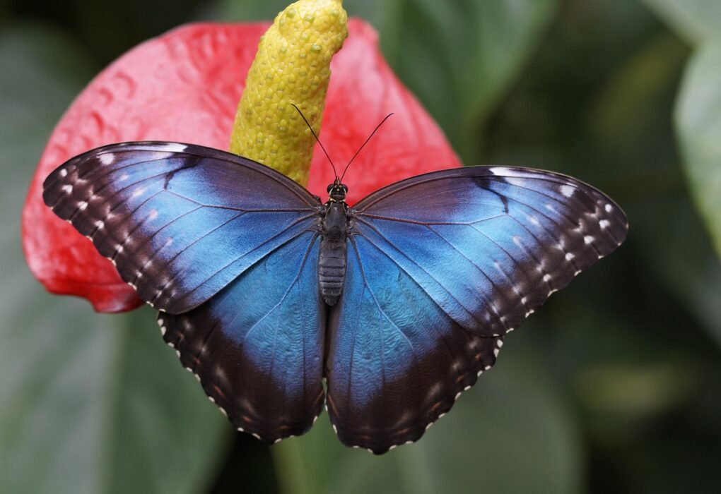 Mariposa posada sobre una flor en plena naturaleza durante el verano.