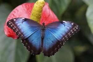 Mariposa posada sobre una flor en plena naturaleza durante el verano.
