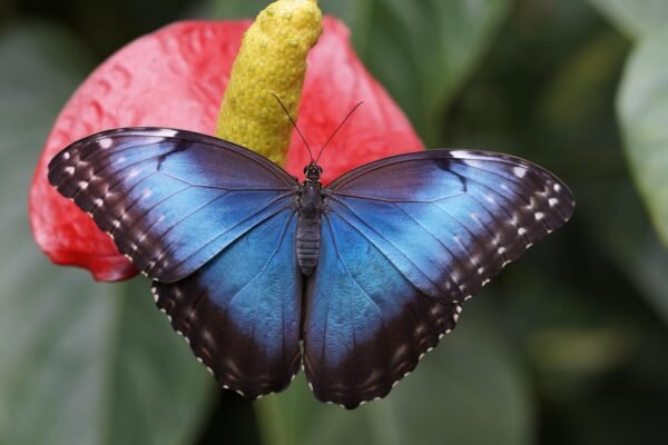 Mariposa posada sobre una flor en plena naturaleza durante el verano.