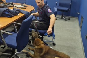 El bombero murciano Juan Antonio Pastor junto a su perro de rescate Hammer rumbo a Venezuela tras el terremoto