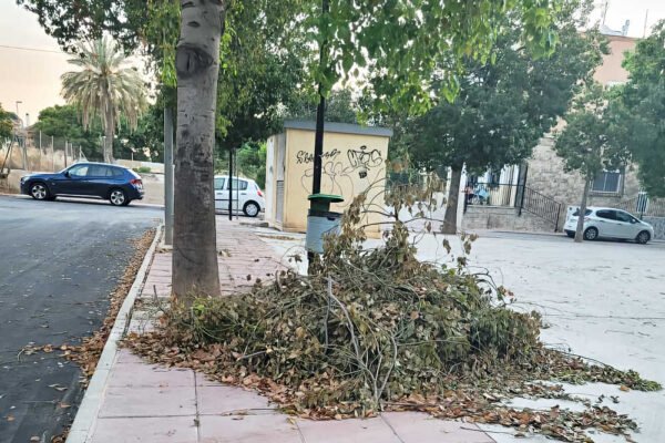 Ramas de árbol podadas en un jardín de Beniaján, Murcia