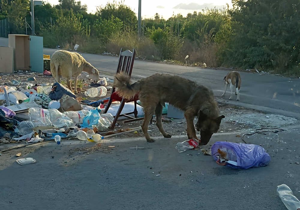 Estercolero del Rincón de Villanueva con una oveja y dos perros entre basura y muebles