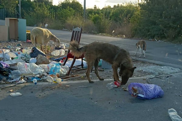 Estercolero del Rincón de Villanueva con una oveja y dos perros entre basura y muebles
