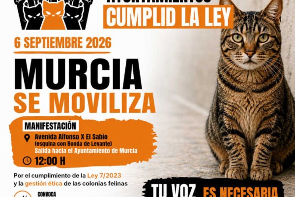 Cartel de la manifestación «Ayuntamientos, cumplid la ley» sobre colonias felinas en Murcia el 6 de septiembre de 2026.