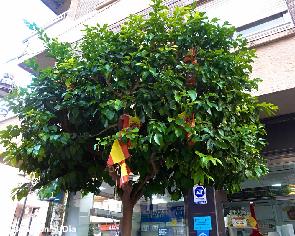 Banderas de España colgadas y enredadas entre las ramas de un árbol en la calle Mayor de Beniaján.