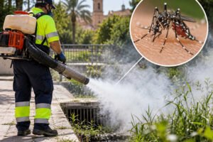 Fumigación contra el mosquito tigre en Murcia